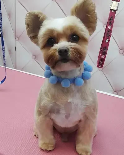 Psia Chatka-Strzyżenie i pielęgnacja psów